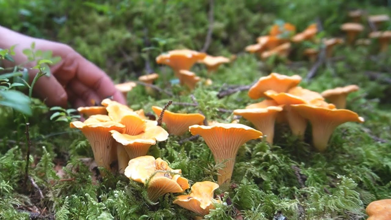 Ep53/65เก็บเห็ดมันปูป่าข้ามนำ้เยอะเหมือนเดิมทุกปีจ้าไม่ผิดหวัง