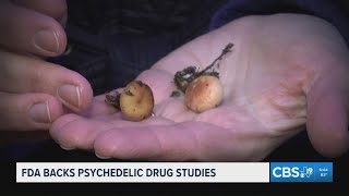 FDA fast-tracks review of psychedelic drugs for mental health treatment