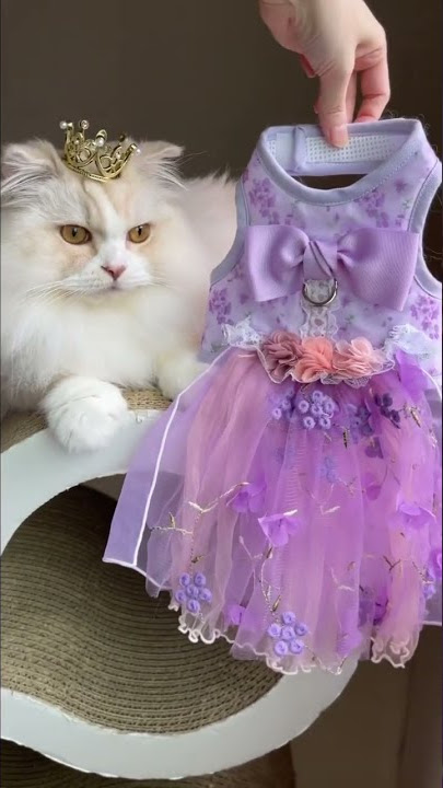 Kucing Lucu || Desainer Gaun Mini Fashion