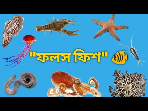 ভিডিও: ফিশে অ্যানিমিয়া