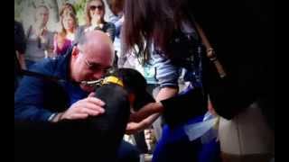 Gaci - 30 Retired Greyhound In Italy - October 26, 2013