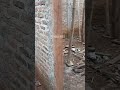 Căng dây lấy cốt trát tường #shorts