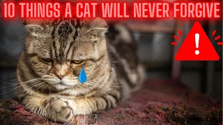 What Are 10 Things a Cat Will NEVER Forgive? The Shocking Truth!