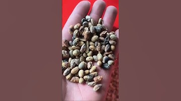 Soybean color sorter machine- M32