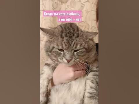 Недовольный кот 😄 - YouTube