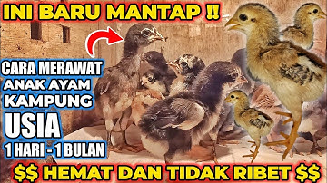 Ternak Ayam Kampung | Cara Merawat Anak Ayam Kampung Usia 1 Hari sampai 1 Bulan Agar Cepat Besar