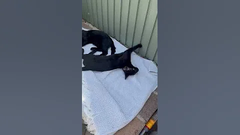 Video 5208531: pretty oriental kittens, oriental black kitten