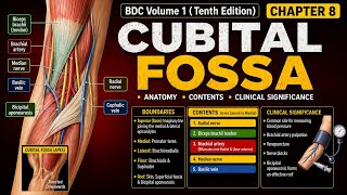 Celebrity BDC Volume 1 ( Tenth Edition ) Chapter 8 Cubital Fossa Net Worth