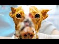 Beautiful Dog Didn&#39;t Deserve This To Her Face and Body She Was Rescued and Fixed by Viktor Larkhill