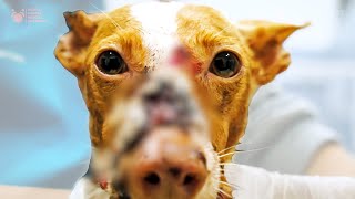 Beautiful Dog Didn't Deserve This To Her Face and Body She Was Rescued and Fixed by Viktor Larkhill by World Animal Awareness Society 12,928 views 2 months ago 49 minutes