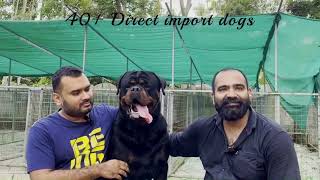 Trailer | MD Rottwei | Kennel Video | Dogs and puppies for sale | Dog training | Rottweiler | Mirko by Book of breeders 1,427 views 9 months ago 2 minutes, 23 seconds