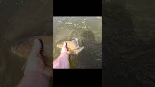 ШОК! КАРАСЬ КРАКЕН НА ОТВОДНОЙ ПОВОДОК! #fishing #рыбалканаспиннинг #рыбалка  #мормышинг