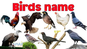 Learn Birds Name in Hindi and English | Birds Name | Birds Name and Sound for kids