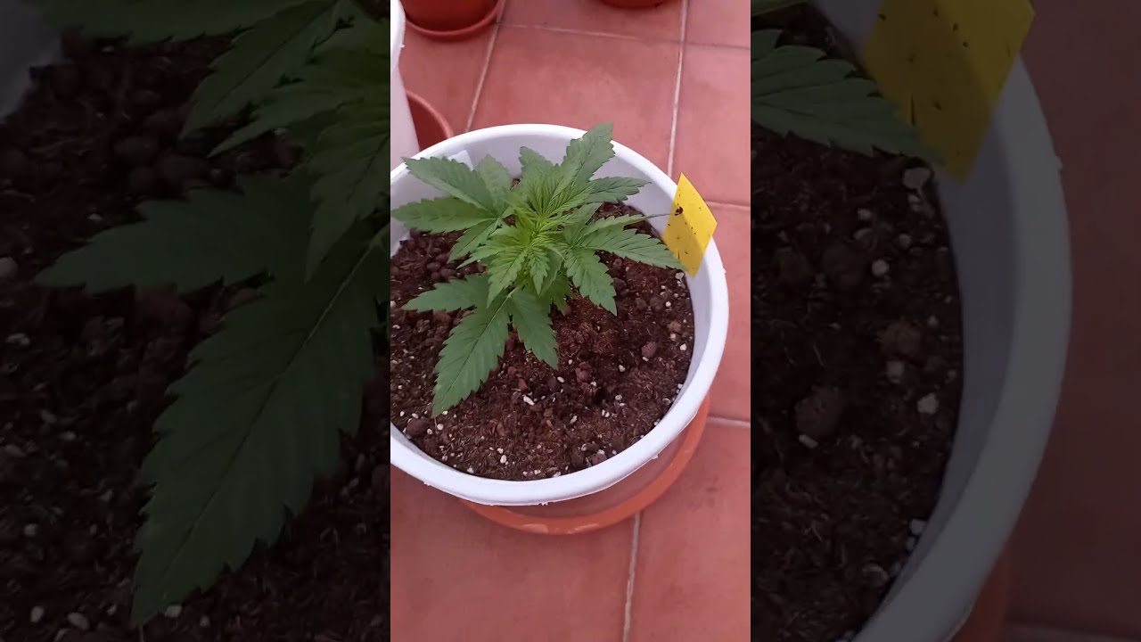 AK-47 Auto 20 days growing 