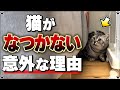 優しくしているのに猫がなついてくれない意外な理由 "5選"
