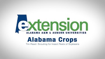 Tim Reed - Scouting for Insect Pests in Soybeans