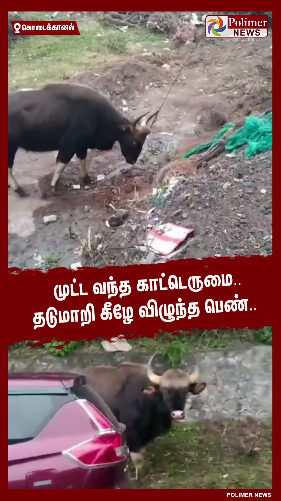 ஆக்ரோஷமாக முட்ட வந்த காட்டெருமை..  தடுமாறி கீழே விழுந்த பெண்.. #shorts