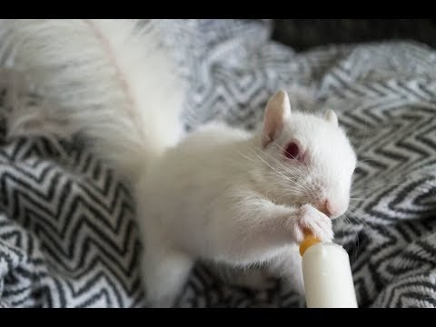 save the world Rare White Squirrel Mysteriously Dropped Off On Person’s Doorstep