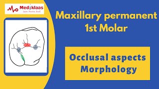 Maxillary permanent 1st Molar l Occlusal aspects l Tooth Morphology l Mediklaas