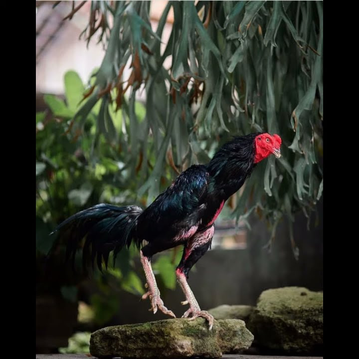 Story wa terbaru pecinta ayam petarung pesilat...