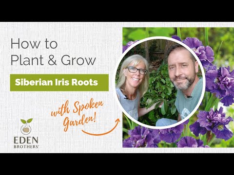 How to Plant and Grow Siberian Iris Roots
