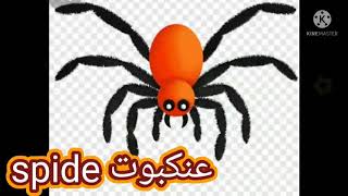 عنكبوت بالانجليزي # رابعه ابتدائي#المنهج الجديد