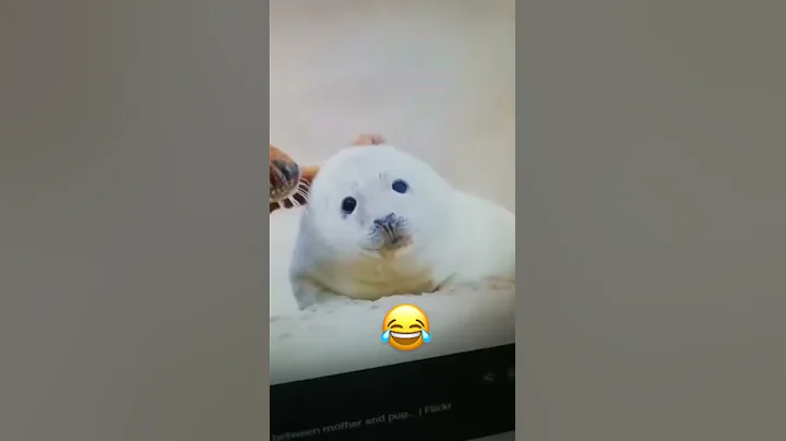 Hey Siri, how do you say Seal in french?