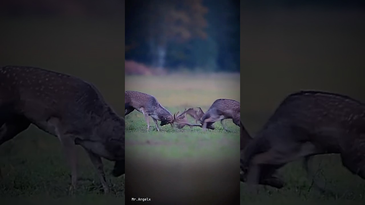 Crazy animal fights 💀