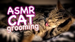 ASMR Cat  Grooming #14