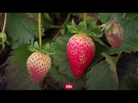 Video: Verlängerung Der Fruchtgurken, Ernte