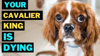 10 Common Mistakes That Shorten Your Cavalier king Charles Spaniel Life
