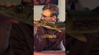 12 Kilo Hecht Im Kleinen Waldsee In Deutschland Gefangen