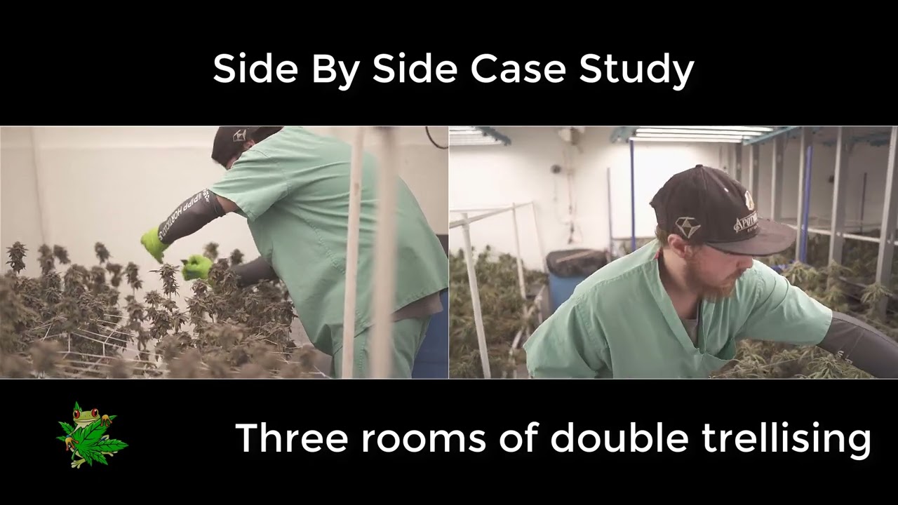 Easy Scrog System Versus Traditional Trellising - Scrogging Challenge!