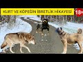 Kurt ve Çoban Köpeğinin İbretlik Hikayesi