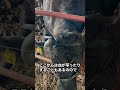 【牛の除角】巻き角で命の危機