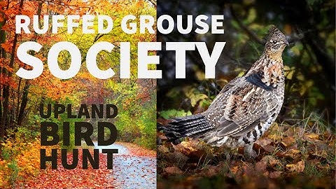 Ruffed Grouse Society Upland Bird Hunt 2021 - PA Wilds 4K