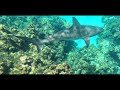 Caribbean Reef Shark Bahamas