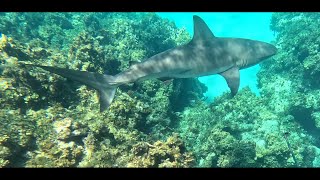 Caribbean Reef Shark Bahamas