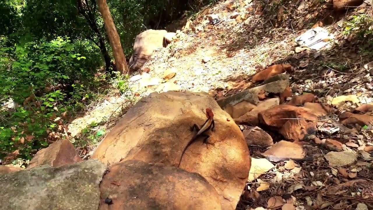 Can you guess it's name? 