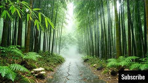 Listen to the rain on the forest path, relax, reduce anxiety, and sleep deeply