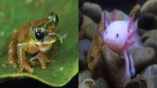 Strange Animals You Probably Didn't Know Exist Part 1