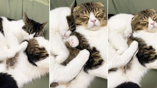 🐈パパガチ恋勢の息子猫www #shorts