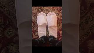 Extermination pending 🤣🫠 #shoes #wtf #socks #slides #feet #heels #horror #pedicure #toes #shorts