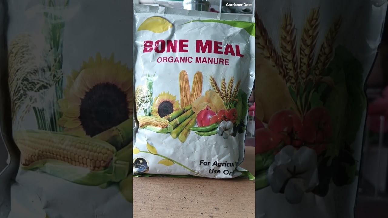 Watch Bone Meal Fertilizer Kya Hai? | Bone Meal Ke Fayde Aur Use in Gardening on YouTube Watch Bone Meal Fertilizer Kya Hai? | Bone Meal Ke Fayde Aur Use in Gardening on YouTube