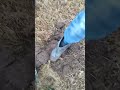 Мастрячим закладуху с капсулой времени 🔥🔥🔥🔥 #металлоискатель  #metaldetector #shorts #шурф #находки