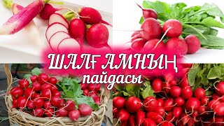 ШАЛҒАМ. РЕДИСКА . ШАЛҒАМНЫҢ ПАЙДАСЫ🍠🍠🍠