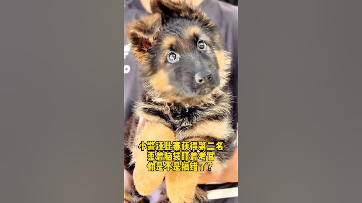 歪着脑袋的小警汪 小警汪不相信自己只获得第二名，疑惑地看着考官，你是不是搞错了？我才是第一名呀！#警犬 #狗狗 #工作犬训练