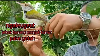 Ngaleugeut Jebak burung prenjak pake getah