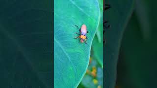 #dailyvlog #nature #natgeo #wildlife #soldier beetle #insects #entomology #macroshot #cantharidae