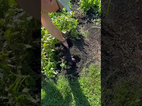 Our Potato Plants